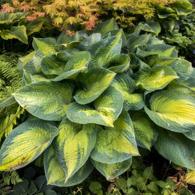 Picture of Hosta 'Brother Stefan #4Q