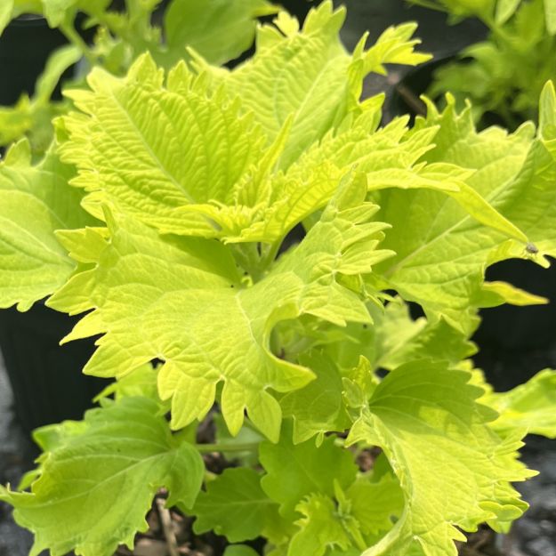 Picture of Coleus 'Wasabi' 6 inch