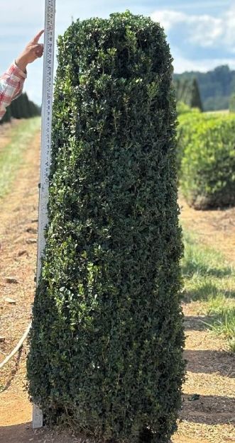 Picture of Buxus sempervirens 'Fastigiata' (Columnar) 5.5-6' H (B&B) (LIMIT 10)