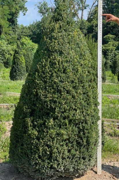 Picture of Buxus microphylla 'John Baldwin' 5.5-6' H (B&B)