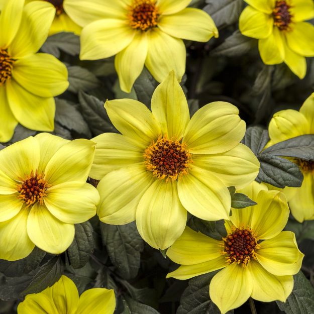 Picture of Dahlia Mystic™ Illusion PP18339 10 Inch