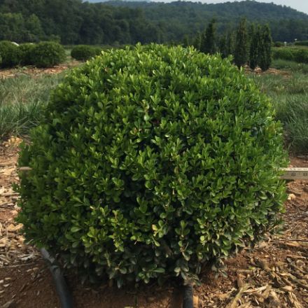 Show details for Buxus NewGen Independence® 'SB 108' PP28888 18-21" W (B&C) Picture of Buxus NewGen Independence® 'SB 108' PP28888 18-21" W (B&C)
