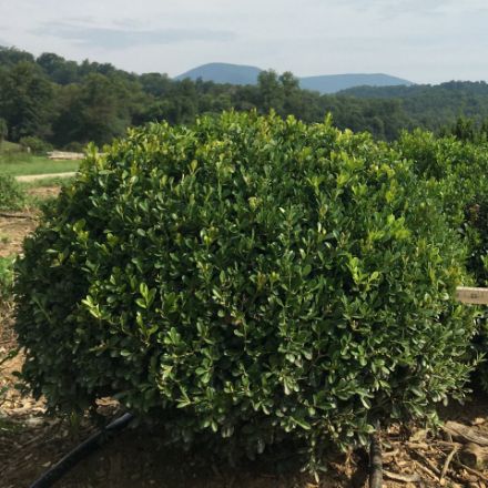 Show details for Buxus NewGen Independence® 'SB 108' PP28888 21-24" W (B&C) (LIMIT 100) Picture of Buxus NewGen Independence® 'SB 108' PP28888 21-24" W (B&C) (LIMIT 100)