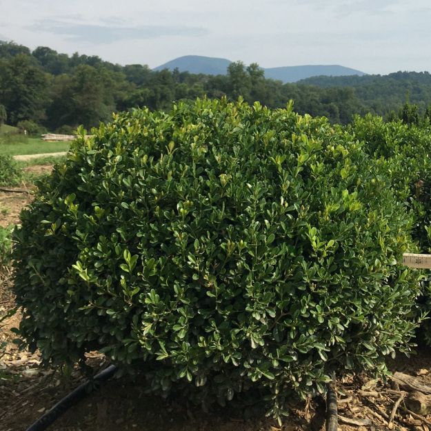 Picture of Buxus NewGen Independence® 'SB 108' PP28888 21-24" W (B&C) (LIMIT 100)