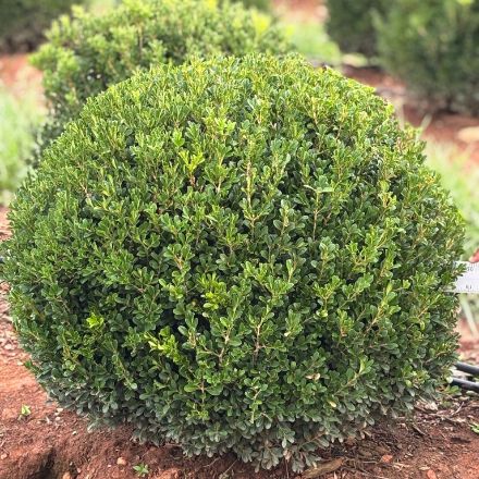 Show details for Buxus NewGen Independence® 'SB 108' PP28888 24-30" W (B&B) (LIMIT 50) Picture of Buxus NewGen Independence® 'SB 108' PP28888 24-30" W (B&B) (LIMIT 50)