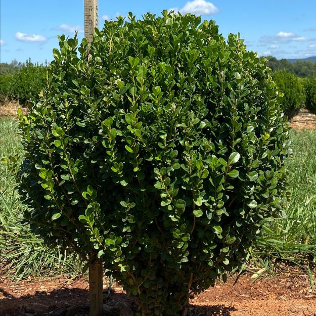 Picture of Buxus NewGen Freedom® 'SB 300' PP32421 18-21" H (B&C)