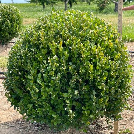 Show details for Buxus NewGen Freedom® 'SB 300' PP32421 21-24" H (B&C) (LIMIT 50) Picture of Buxus NewGen Freedom® 'SB 300' PP32421 21-24" H (B&C) (LIMIT 50)