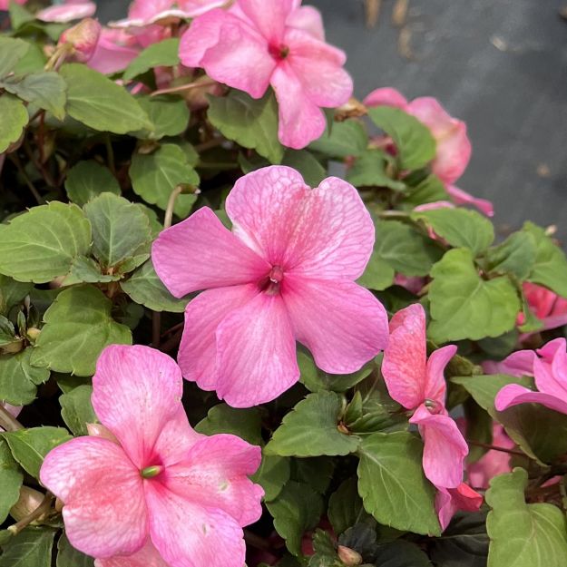Picture of Impatiens Imara™ XDR Pink 6 inch