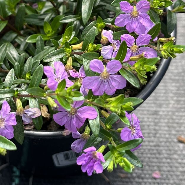 Picture of Cuphea Floriglory® Selena 4.5" (10/flat)