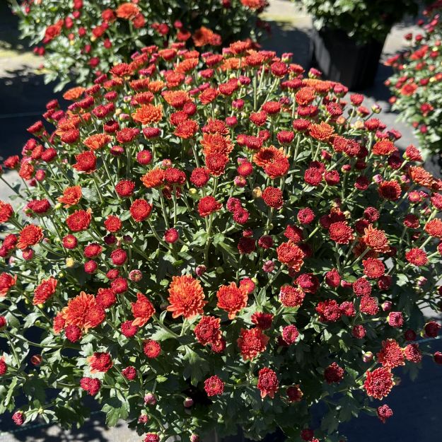 Picture of Chrysanthemum Jasoda Orange 6 inch