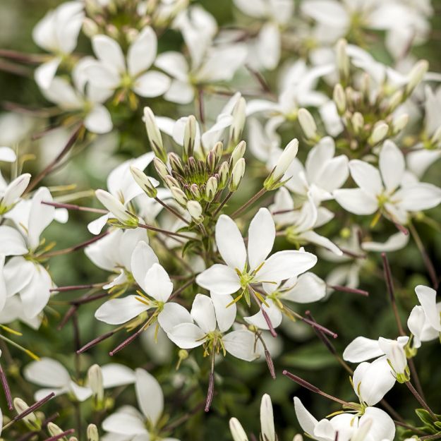 Picture of Cleome Senorita Blanca® PP27011 6"PW