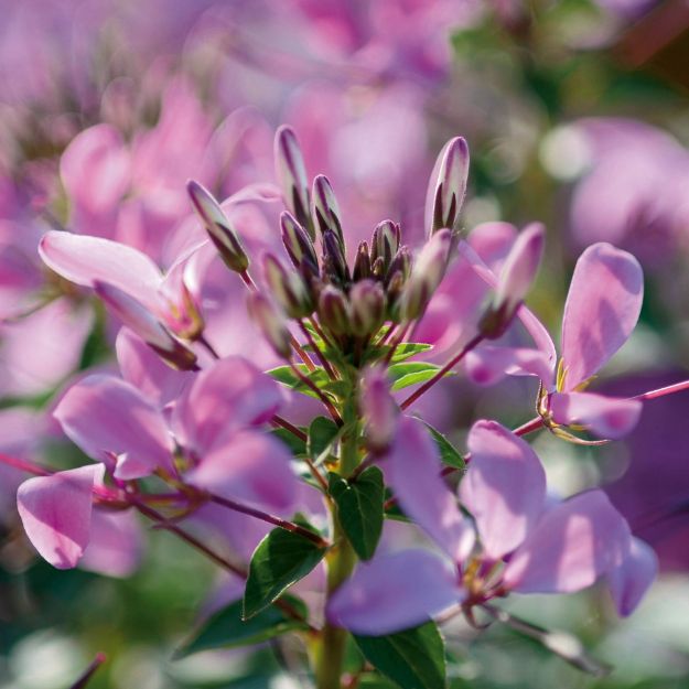 Picture of Cleome Senorita Rosalita® PP19733 6"PW