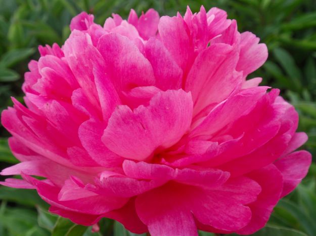 Picture of Paeonia 'Madame Emile Debatene' #4Q