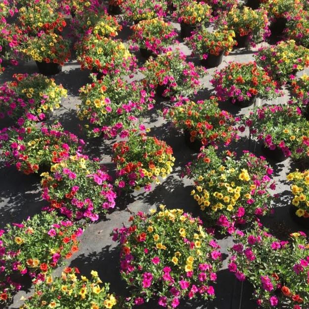 Picture of Confetti Garden™ Hawaiian Kalani 8 inch