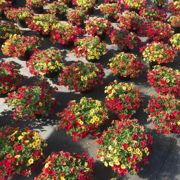 Picture of Confetti Garden™ Hawaiian Summer 8 inch