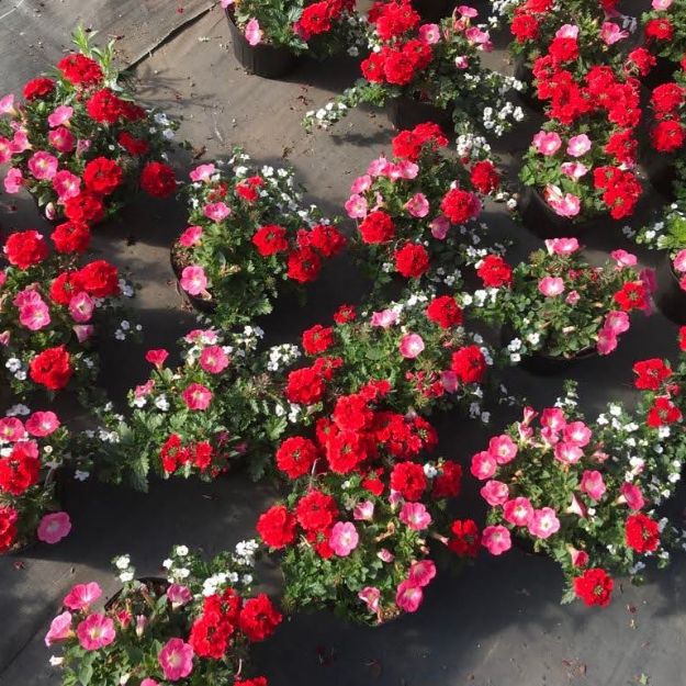 Picture of Confetti Garden™ Pismo Beach 8 inch