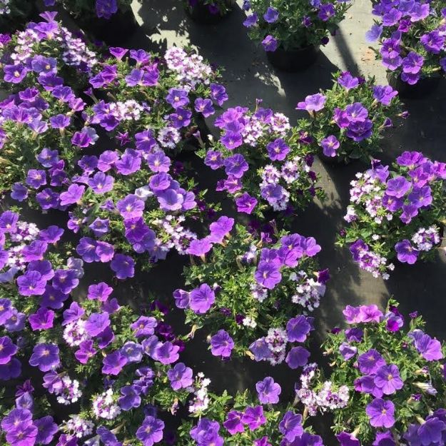 Picture of Confetti Garden™ Shocking Blue 8 inch