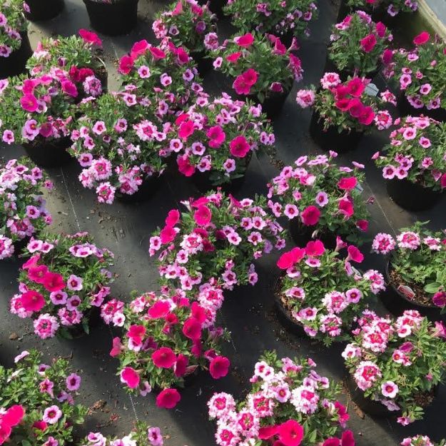 Picture of Confetti Garden™ Shocking Pink 8 inch