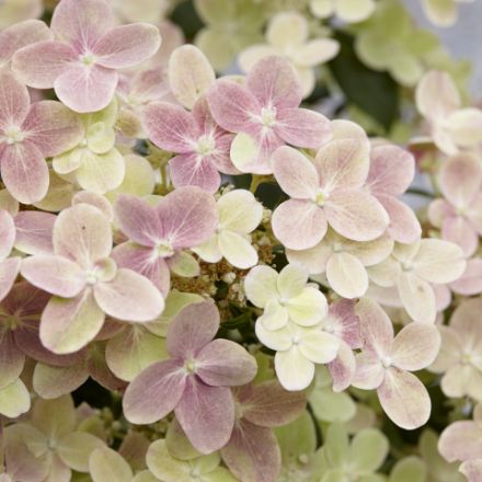 Show details for Hydrangea paniculata Early Evolution® PP30983 #3 Picture of Hydrangea paniculata Early Evolution® PP30983 #3