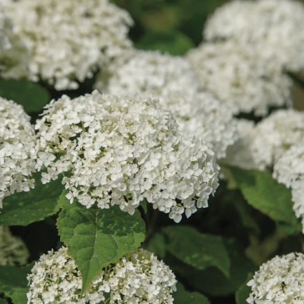 Show details for Hydrangea arborescens Flowerfull® PP35613 #3FE Picture of Hydrangea arborescens Flowerfull® PP35613 #3FE