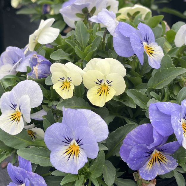Picture of Viola Sorbet® XP YTT 6 inch
