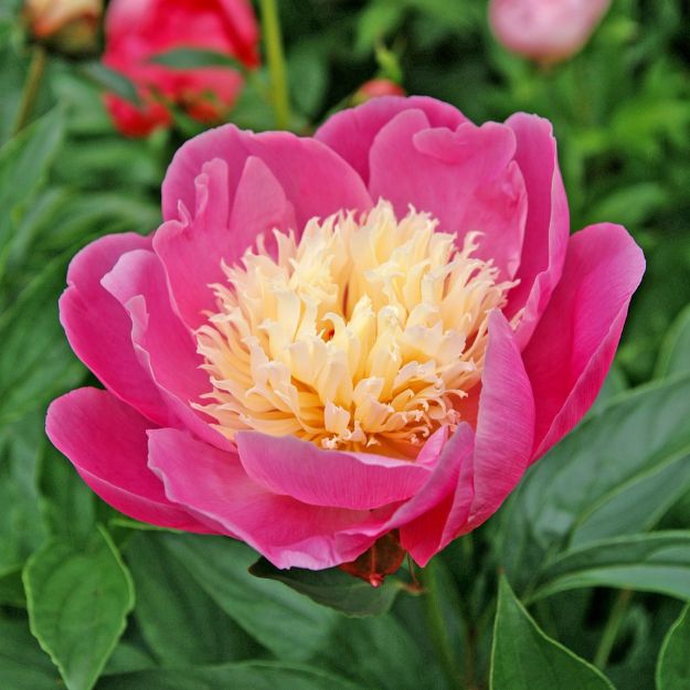Picture of Paeonia 'Bowl of Beauty' #4Q
